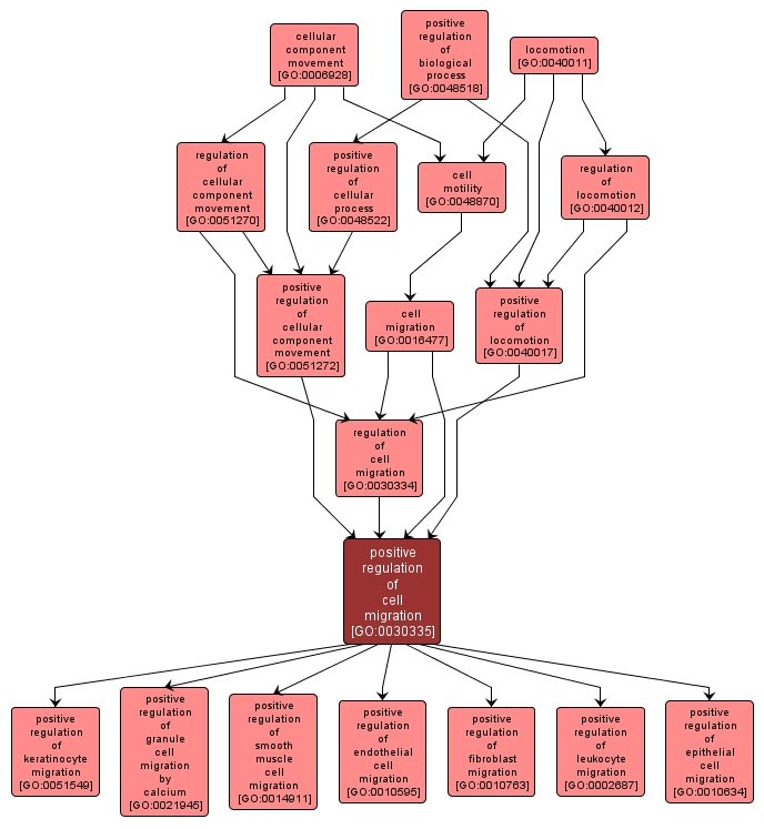 GO:0030335 - positive regulation of cell migration (interactive image map)