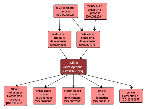 GO:0042335 - cuticle development (interactive image map)