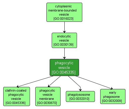 GO:0045335 - phagocytic vesicle (interactive image map)