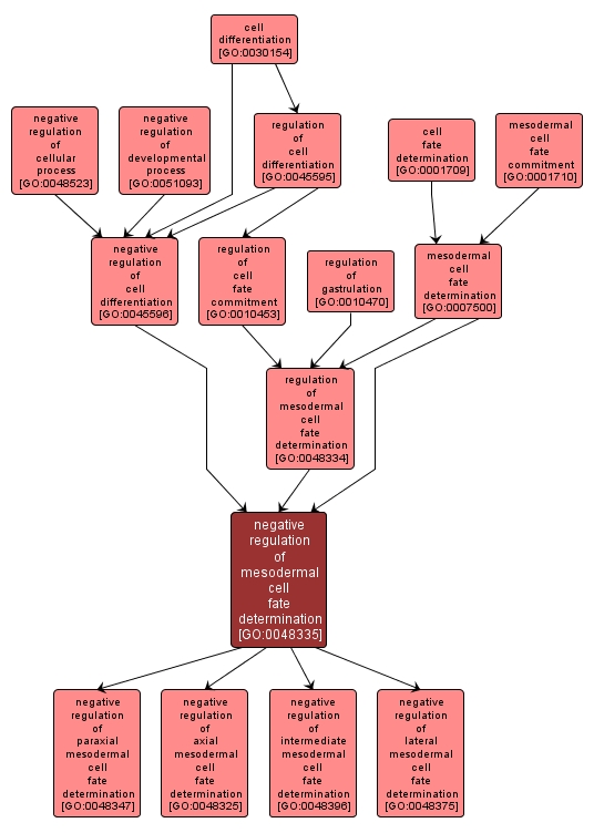 GO:0048335 - negative regulation of mesodermal cell fate determination (interactive image map)