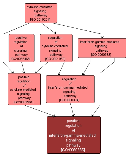 GO:0060335 - positive regulation of interferon-gamma-mediated signaling pathway (interactive image map)