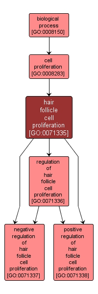 GO:0071335 - hair follicle cell proliferation (interactive image map)