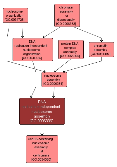 GO:0006336 - DNA replication-independent nucleosome assembly (interactive image map)