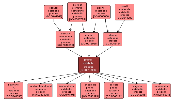 GO:0019336 - phenol catabolic process (interactive image map)