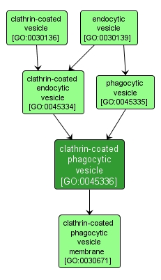 GO:0045336 - clathrin-coated phagocytic vesicle (interactive image map)