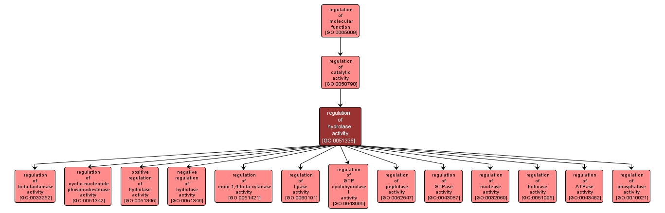 GO:0051336 - regulation of hydrolase activity (interactive image map)