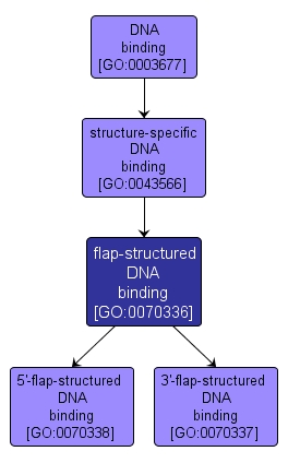GO:0070336 - flap-structured DNA binding (interactive image map)