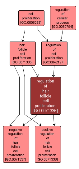GO:0071336 - regulation of hair follicle cell proliferation (interactive image map)