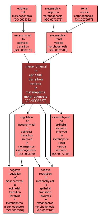 GO:0003337 - mesenchymal to epithelial transition involved in metanephros morphogenesis (interactive image map)