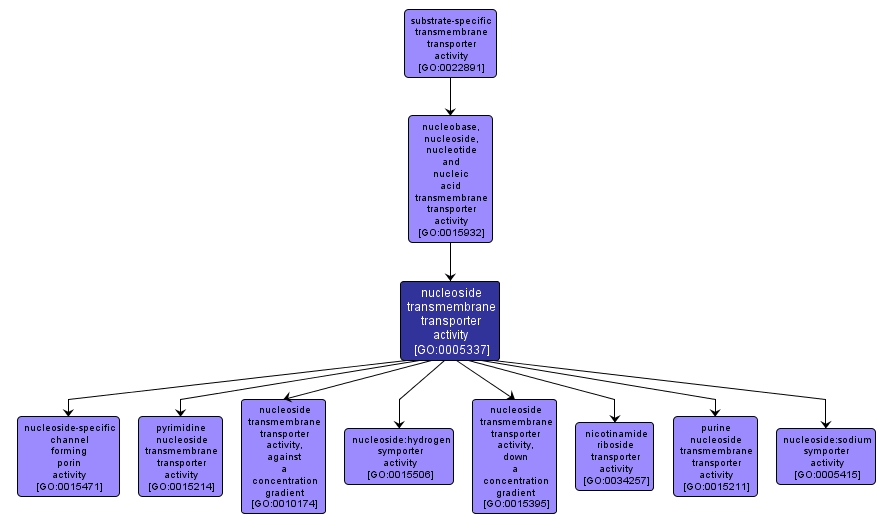 GO:0005337 - nucleoside transmembrane transporter activity (interactive image map)