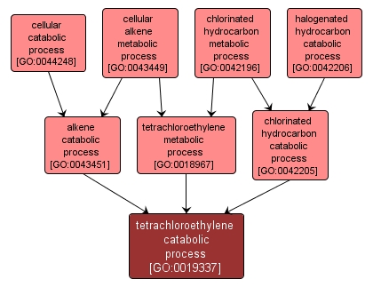 GO:0019337 - tetrachloroethylene catabolic process (interactive image map)