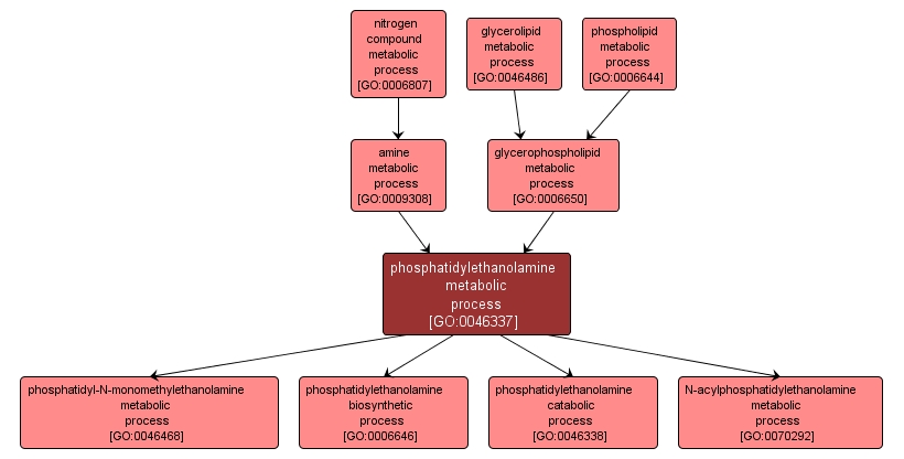 GO:0046337 - phosphatidylethanolamine metabolic process (interactive image map)