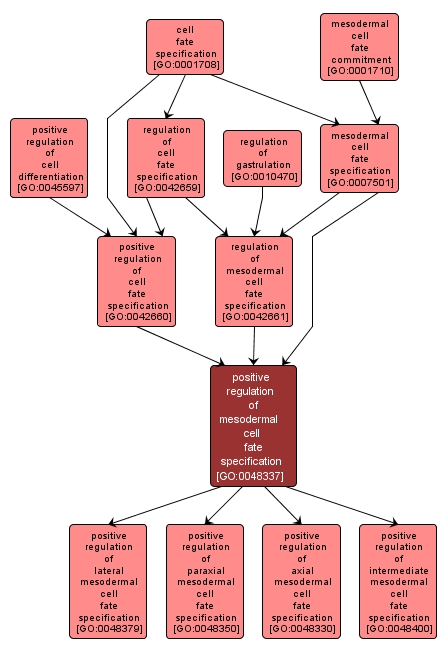 GO:0048337 - positive regulation of mesodermal cell fate specification (interactive image map)