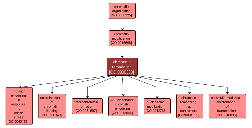 GO:0006338 - chromatin remodeling (interactive image map)