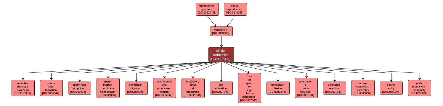 GO:0007338 - single fertilization (interactive image map)
