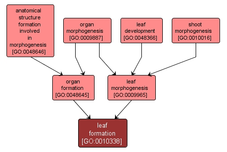 GO:0010338 - leaf formation (interactive image map)