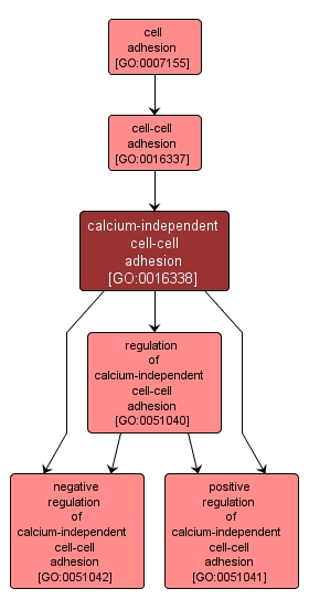 GO:0016338 - calcium-independent cell-cell adhesion (interactive image map)