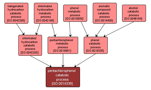 GO:0019338 - pentachlorophenol catabolic process (interactive image map)