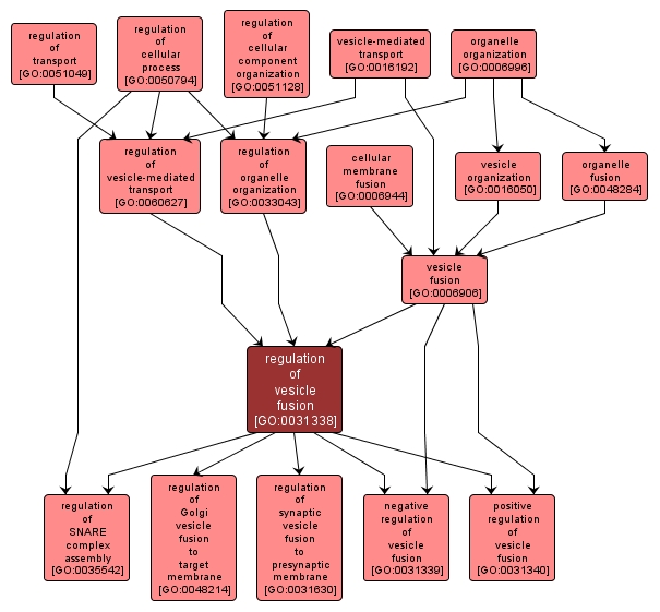 GO:0031338 - regulation of vesicle fusion (interactive image map)