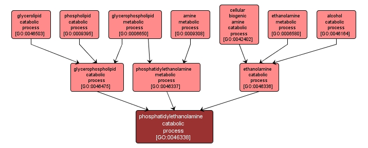 GO:0046338 - phosphatidylethanolamine catabolic process (interactive image map)
