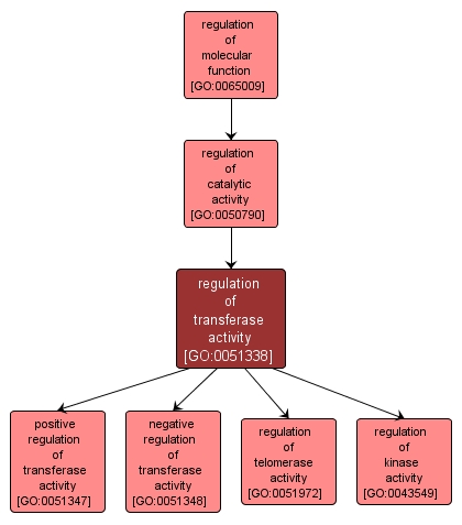 GO:0051338 - regulation of transferase activity (interactive image map)