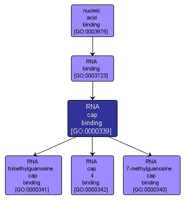 GO:0000339 - RNA cap binding (interactive image map)