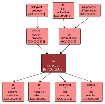 GO:0002339 - B cell selection (interactive image map)