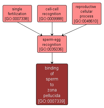 GO:0007339 - binding of sperm to zona pellucida (interactive image map)