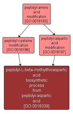 GO:0018339 - peptidyl-L-beta-methylthioaspartic acid biosynthetic process from peptidyl-aspartic acid (interactive image map)