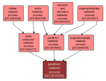 GO:0019339 - parathion catabolic process (interactive image map)
