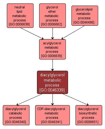 GO:0046339 - diacylglycerol metabolic process (interactive image map)