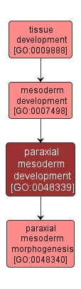 GO:0048339 - paraxial mesoderm development (interactive image map)