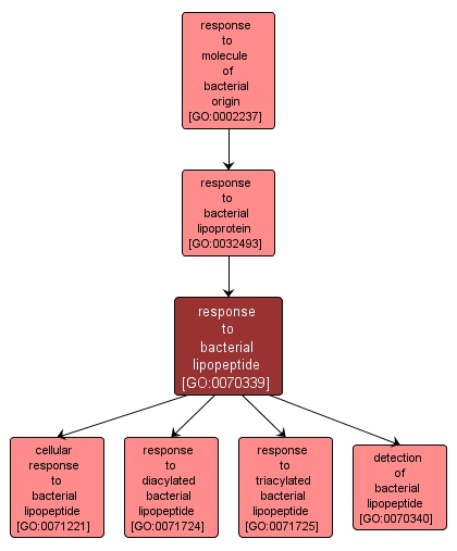 GO:0070339 - response to bacterial lipopeptide (interactive image map)