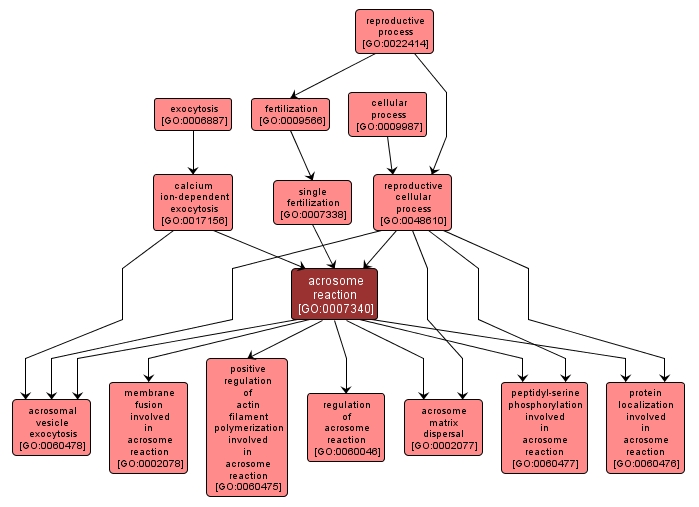 GO:0007340 - acrosome reaction (interactive image map)