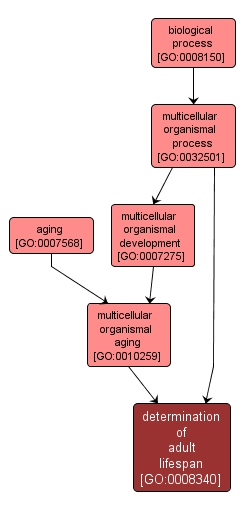 GO:0008340 - determination of adult lifespan (interactive image map)