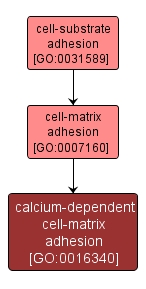 GO:0016340 - calcium-dependent cell-matrix adhesion (interactive image map)