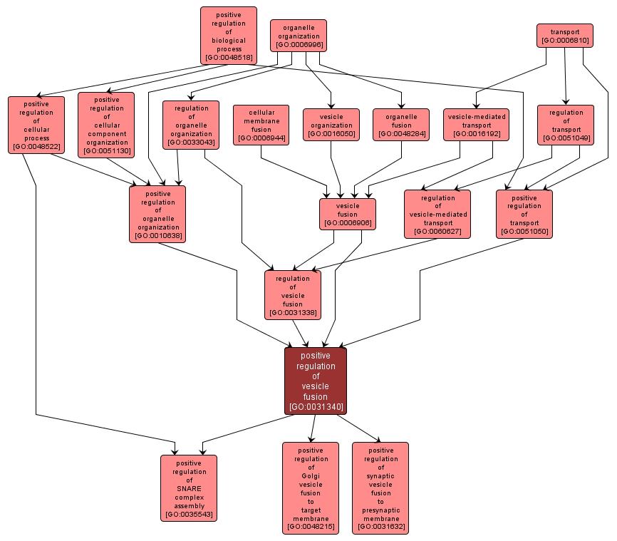 GO:0031340 - positive regulation of vesicle fusion (interactive image map)