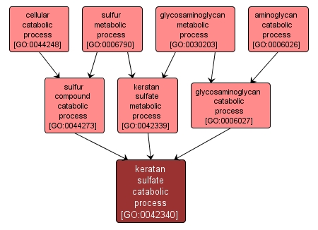 GO:0042340 - keratan sulfate catabolic process (interactive image map)