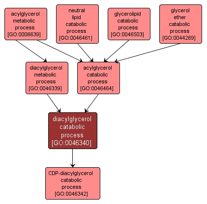 GO:0046340 - diacylglycerol catabolic process (interactive image map)