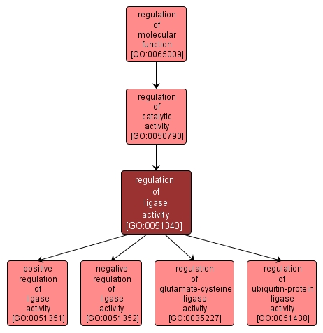 GO:0051340 - regulation of ligase activity (interactive image map)