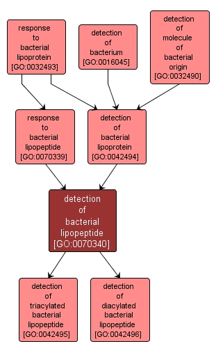 GO:0070340 - detection of bacterial lipopeptide (interactive image map)