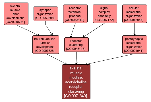 GO:0071340 - skeletal muscle nicotinic acetylcholine receptor clustering (interactive image map)