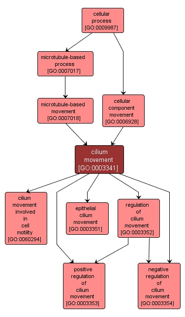 GO:0003341 - cilium movement (interactive image map)