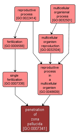 GO:0007341 - penetration of zona pellucida (interactive image map)