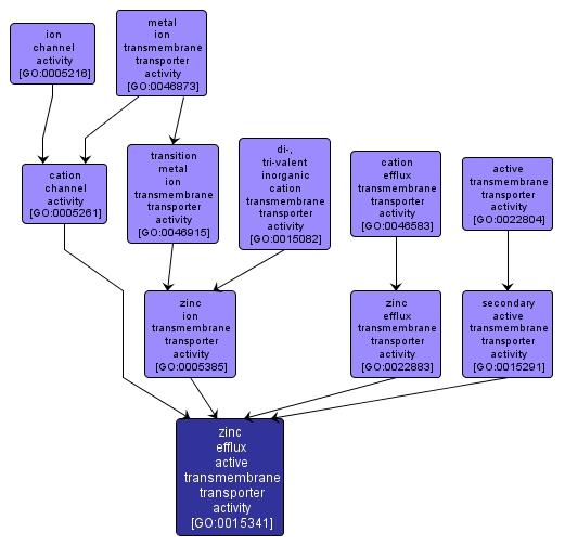 GO:0015341 - zinc efflux active transmembrane transporter activity (interactive image map)