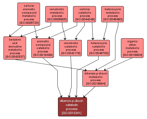 GO:0019341 - dibenzo-p-dioxin catabolic process (interactive image map)