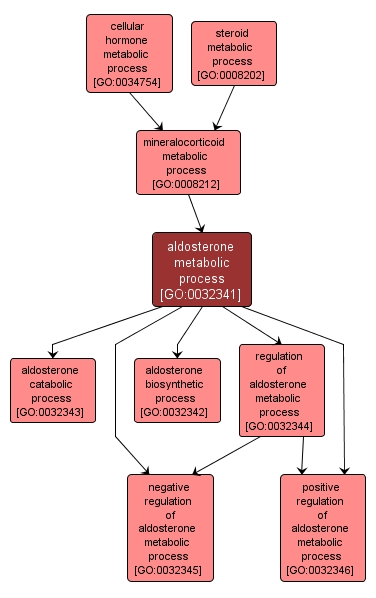 GO:0032341 - aldosterone metabolic process (interactive image map)
