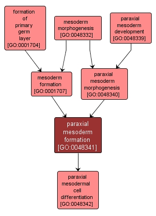 GO:0048341 - paraxial mesoderm formation (interactive image map)