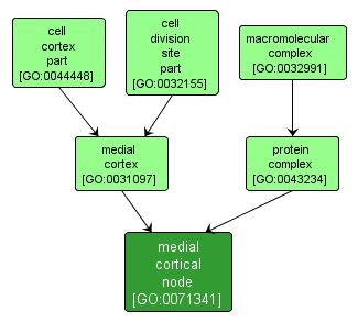 GO:0071341 - medial cortical node (interactive image map)