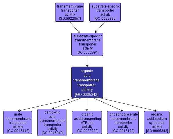 GO:0005342 - organic acid transmembrane transporter activity (interactive image map)